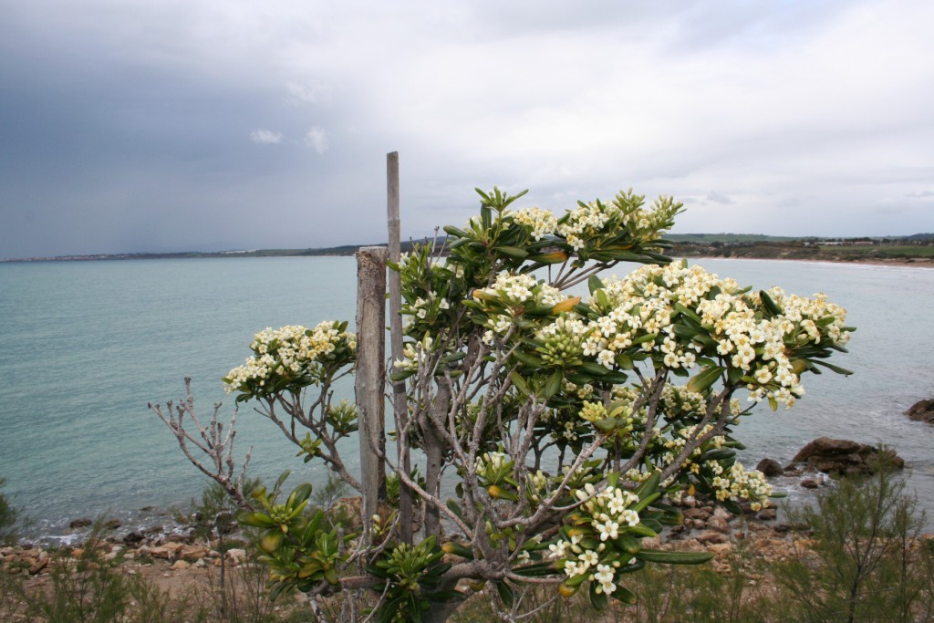 Fiori sul mare-Isola Capo Rizzuto (Crotone)